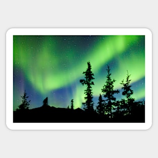 Northern Lights Aurora borealis over Yukon taiga spruce Sticker